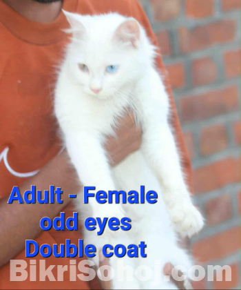 Cute persian for sell